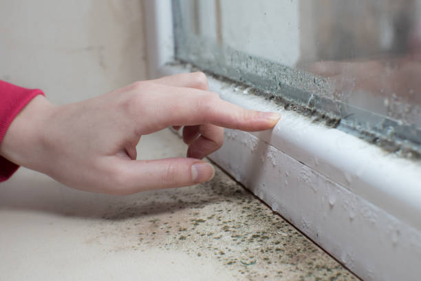Pacific Grove, CA Mold Removal Company